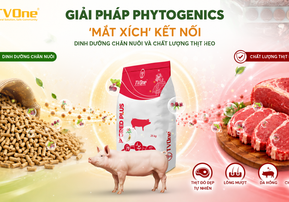 [TC NGƯỜI CHĂN NUÔI] Giải pháp Phytogenics: “Mắt xích” kết nối dinh dưỡng chăn nuôi và chất lượng thịt heo
